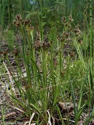 Attēlu rezultāti vaicājumam “Luzula multiflora”