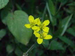 Attēlu rezultāti vaicājumam “Diplotaxis muralis flower”