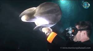 Image result for Durley Dolphin Diver