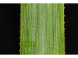 Attēlu rezultāti vaicājumam “Cladium mariscus leaf”