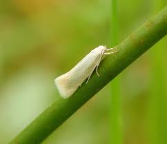 Attēlu rezultāti vaicājumam “Elachista argentella”