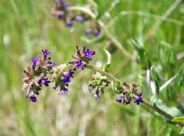 Attēlu rezultāti vaicājumam “Anchusa arvensis flower”