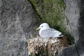 Attēlu rezultāti vaicājumam “Rissa tridactyla nest”