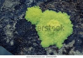 Attēlu rezultāti vaicājumam “Stemonitis flavogenita stalked”