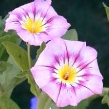 Image result for Convolvulus tricolor
