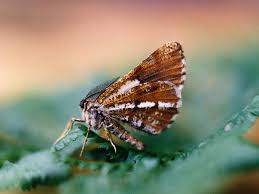Attēlu rezultāti vaicājumam “Bupalus piniaria female”