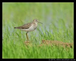 Attēlu rezultāti vaicājumam “Tringa glareola adult”