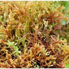 Attēlu rezultāti vaicājumam “Hamatocaulis lapponicus”