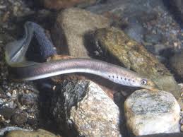 Attēlu rezultāti vaicājumam “Lampetra planeri”