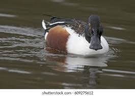 Attēlu rezultāti vaicājumam “Anas clypeata male”