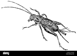 Attēlu rezultāti vaicājumam “Gryllus domesticus”