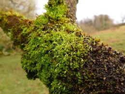 Attēlu rezultāti vaicājumam “Zygodon rupestris”