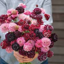 Attēlu rezultāti vaicājumam “Centaurea scabiosa fruit”