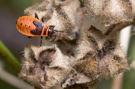 Attēlu rezultāti vaicājumam “Pyrrhocoris apterus nymph”