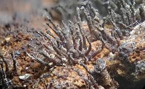 Attēlu rezultāti vaicājumam “Melanospora lagenaria”