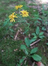 Attēlu rezultāti vaicājumam “Hieracium murorum”