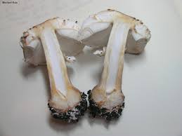 Attēlu rezultāti vaicājumam “Macrolepiota rhacodes”