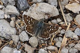 Attēlu rezultāti vaicājumam “Pyrgus alveus upperside”