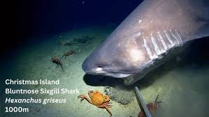 Image result for Hexanchus griseus