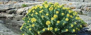 Attēlu rezultāti vaicājumam “Rhodiola rosea flower”