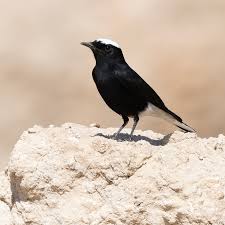 Image result for Oenanthe leucopyga