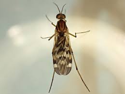 Attēlu rezultāti vaicājumam “Sylvicola sp.”