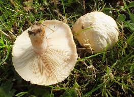 Attēlu rezultāti vaicājumam “Lactarius”