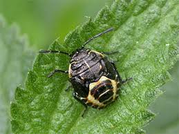 Attēlu rezultāti vaicājumam “Eurydema oleracea imago”