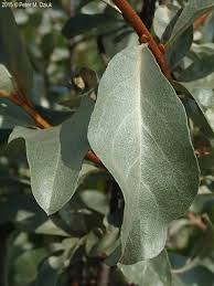 Attēlu rezultāti vaicājumam “Elaeagnus commutata”