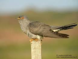 Attēlu rezultāti vaicājumam “Cuculus canorus adult”