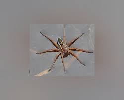 Attēlu rezultāti vaicājumam “Dolomedes fimbriatus”