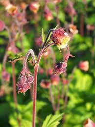 Attēlu rezultāti vaicājumam “Geum rivale leaf”
