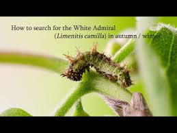 Attēlu rezultāti vaicājumam “Limenitis camilla upperside”