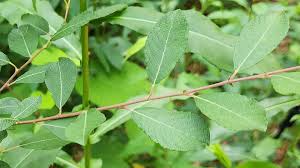 Attēlu rezultāti vaicājumam “Salix cinerea”