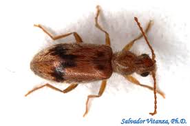 Attēlu rezultāti vaicājumam “Notoxus monoceros”