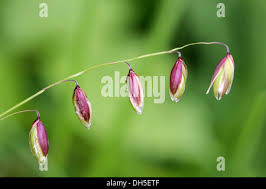 Attēlu rezultāti vaicājumam “Melica nutans flower”