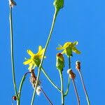 Attēlu rezultāti vaicājumam “Crepis tectorum fruit”