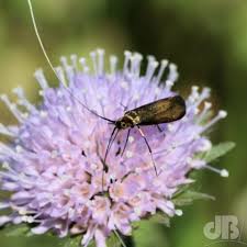 Attēlu rezultāti vaicājumam “Nemophora metallica”
