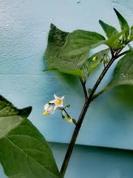 Attēlu rezultāti vaicājumam “Solanum nigrum flower”