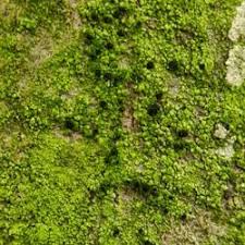 Attēlu rezultāti vaicājumam “Scoliciosporum chlorococcum”