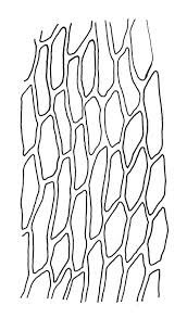 Attēlu rezultāti vaicājumam “Bryum pallescens”