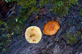 Attēlu rezultāti vaicājumam “Tricholomopsis decora”