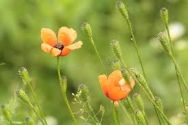 Attēlu rezultāti vaicājumam “Papaver argemone flower”