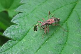 Attēlu rezultāti vaicājumam “Himacerus apterus”