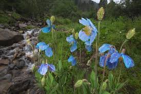 Image result for Meconopsis betonicifolia