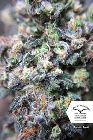 Attēlu rezultāti vaicājumam “Cannabis sativa fruit”