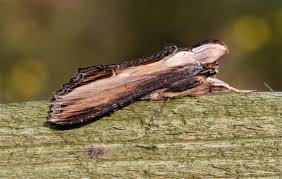Attēlu rezultāti vaicājumam “Shargacucullia scrophulariae”