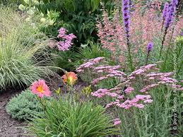 Attēlu rezultāti vaicājumam “Molinia caerulea flower”