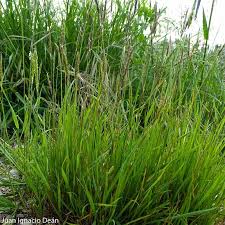 Attēlu rezultāti vaicājumam “Anthoxanthum odoratum”