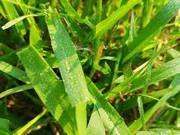 Attēlu rezultāti vaicājumam “Poa trivialis leaf”